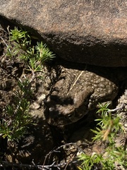 Sclerophrys capensis