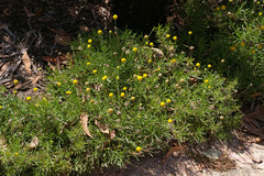Pycnosorus chrysanthus