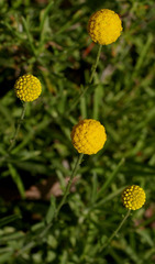 Pycnosorus chrysanthus