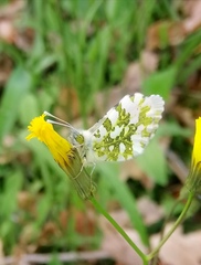 Anthocharis cardamines