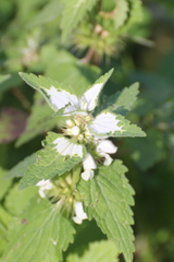Lamium moschatum