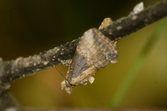 Hypena scabra