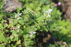 Lamium moschatum