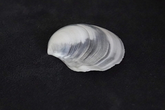 Macomona liliana