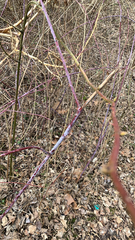 Rubus occidentalis