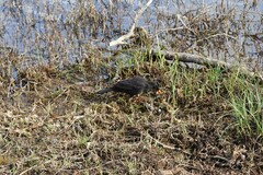 Turdus merula azorensis