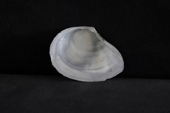 Macomona liliana