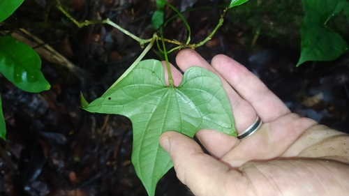 Indian yam (Dioscorea trifida)