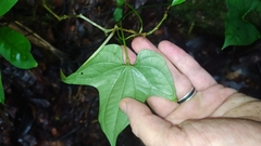 Dioscorea trifida