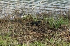 Turdus merula azorensis