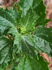 Chenopodiastrum murale