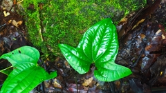 (c) Guillaume Delaitre, some rights reserved (CC BY) Dioscorea trifida, photograph (c) Guillaume Delaitre, some rights reserved (CC BY)