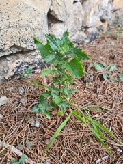 Chenopodiastrum murale