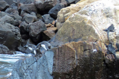 Spheniscus mendiculus