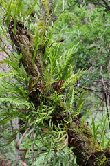 Microsorum pustulatum