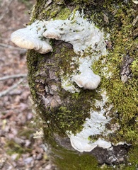 Rigidoporus populinus