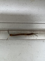 Scolopendridae