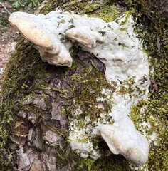 Rigidoporus populinus