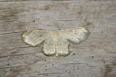 Idaea straminata
