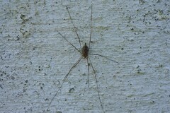 Phalangiinae