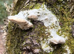 Rigidoporus populinus