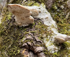 Rigidoporus populinus