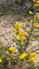 Ulex parviflorus