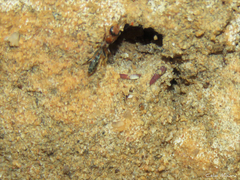 Pseudomyrmex gracilis