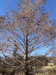 Metasequoia glyptostroboides