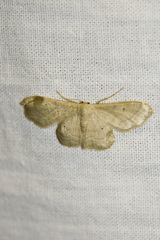 Idaea straminata