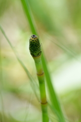 Equisetum laevigatum