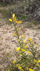 Ulex parviflorus