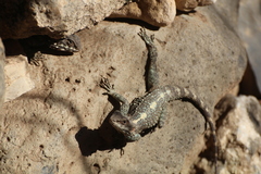Laudakia vulgaris
