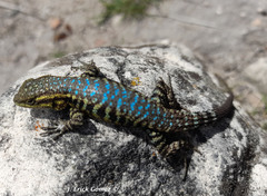 Sceloporus megalepidurus pictus