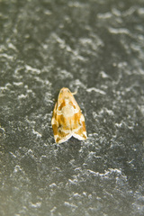 Archips xylosteana