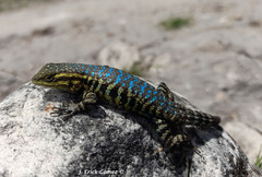 Sceloporus megalepidurus pictus