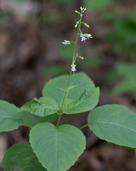 Circaea canadensis