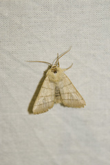 Charanyca trigrammica