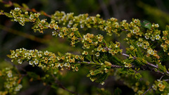 Micromyrtus leptocalyx