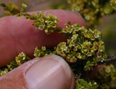 Micromyrtus leptocalyx