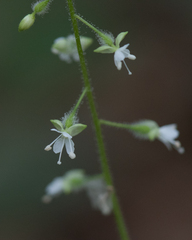 Circaea canadensis