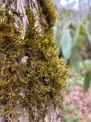 Forsstroemia trichomitria