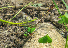 Ophiogomphus rupinsulensis