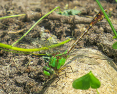Ophiogomphus rupinsulensis
