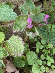 Lamium purpureum