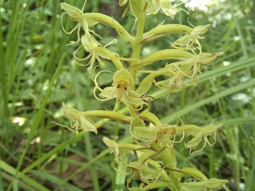 Habenaria uhehensis