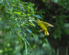 Piranga olivacea