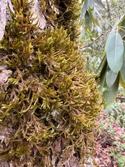 Forsstroemia trichomitria