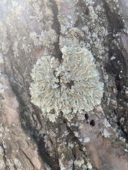 Flavoparmelia caperata