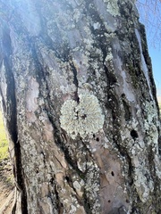 Flavoparmelia caperata